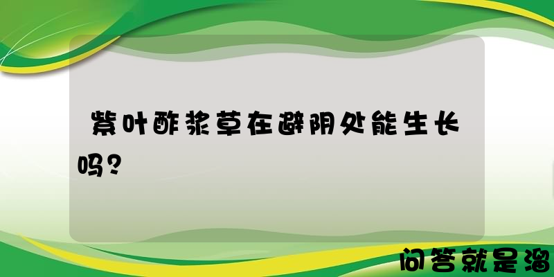 紫叶酢浆草在避阴处能生长吗？